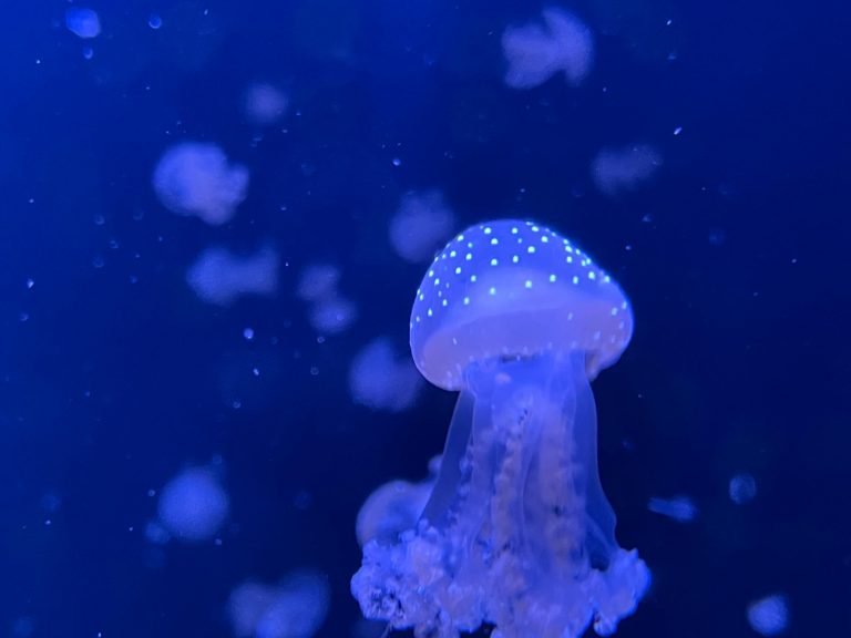Besuch bei der Jellyfish Farm in Künzell – Ein faszinierendes Unterwasserabenteuer für Groß und Klein